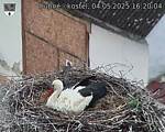 Capi_Dubne_20250504_162004.jpg