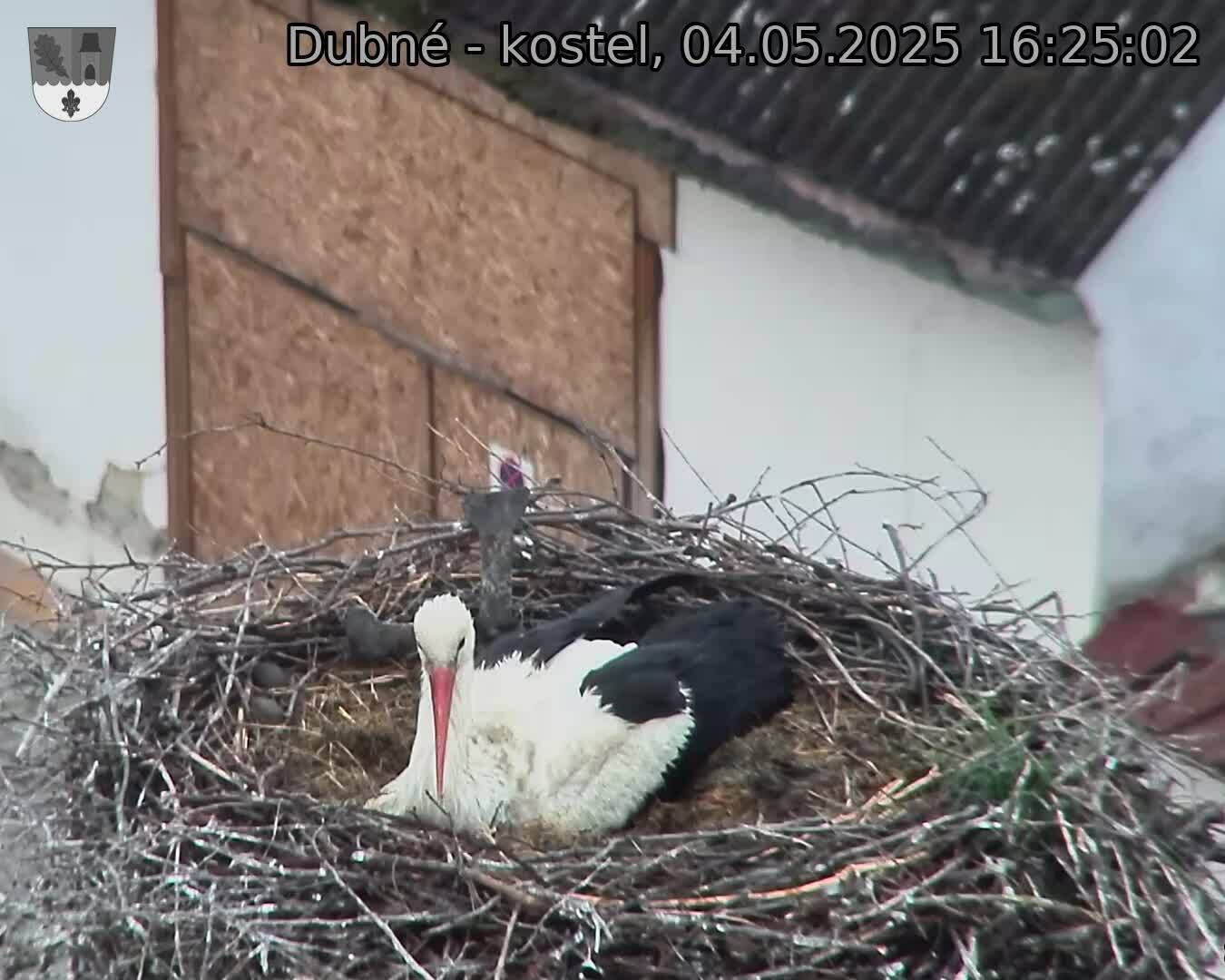 Capi_Dubne_20250504_162502.jpg (1350 x 1080)
