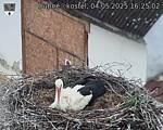 Capi_Dubne_20250504_162502.jpg