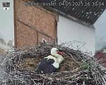 Capi_Dubne_20250504_163004.jpg