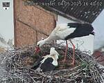 Capi_Dubne_20250504_164002.jpg