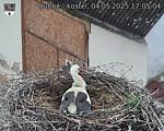 Capi_Dubne_20250504_170504.jpg