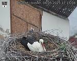 Capi_Dubne_20250504_171504.jpg