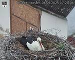 Capi_Dubne_20250504_172004.jpg