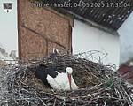 Capi_Dubne_20250504_173504.jpg