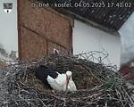 Capi_Dubne_20250504_174002.jpg