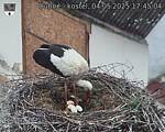 Capi_Dubne_20250504_174504.jpg
