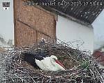 Capi_Dubne_20250504_175004.jpg