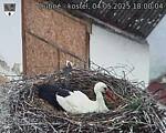 Capi_Dubne_20250504_180004.jpg