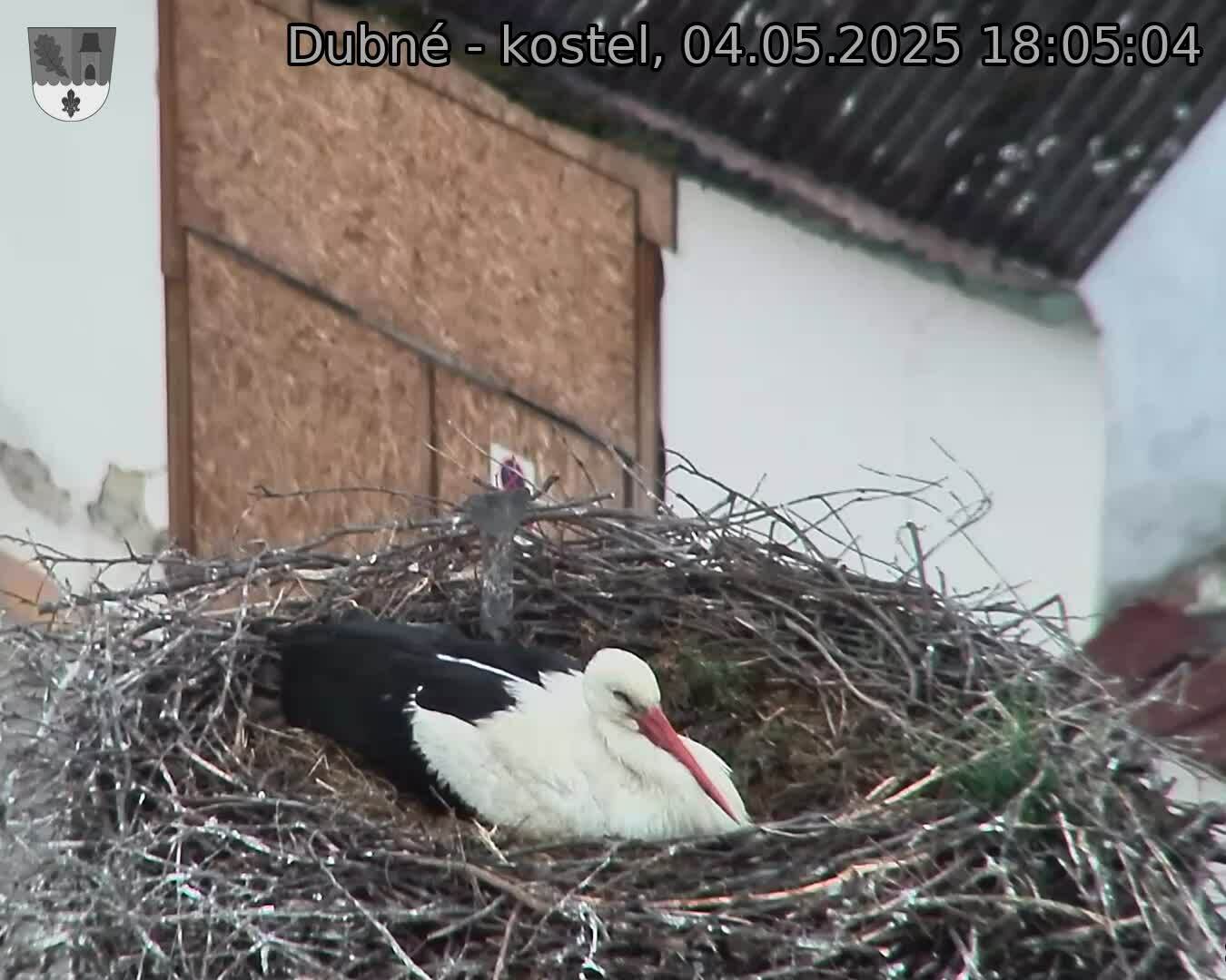 Capi_Dubne_20250504_180504.jpg (1350 x 1080)