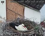 Capi_Dubne_20250504_180504.jpg