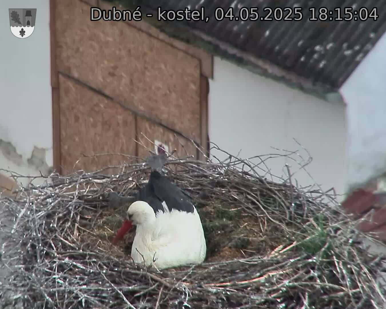 Capi_Dubne_20250504_181504.jpg (1350 x 1080)