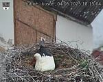 Capi_Dubne_20250504_181504.jpg