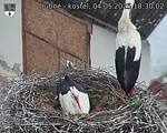 Capi_Dubne_20250504_183002.jpg