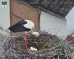 Capi_Dubne_20250504_184502.jpg