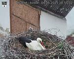 Capi_Dubne_20250504_185502.jpg