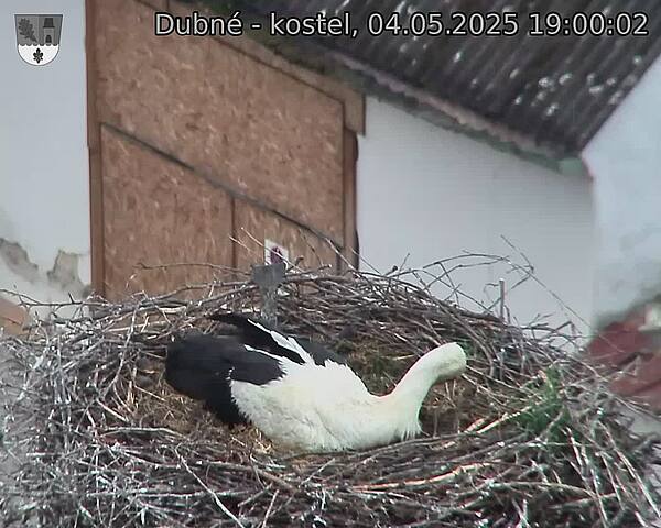 Capi_Dubne_20250504_190002.jpg (1350 x 1080)
