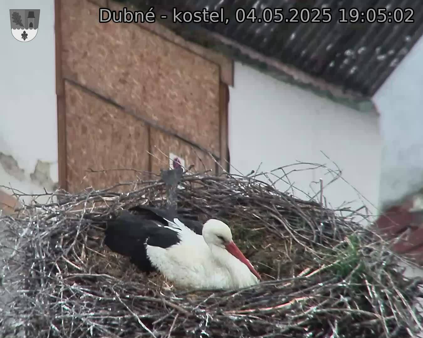 Capi_Dubne_20250504_190502.jpg (1350 x 1080)