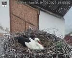 Capi_Dubne_20250504_190502.jpg