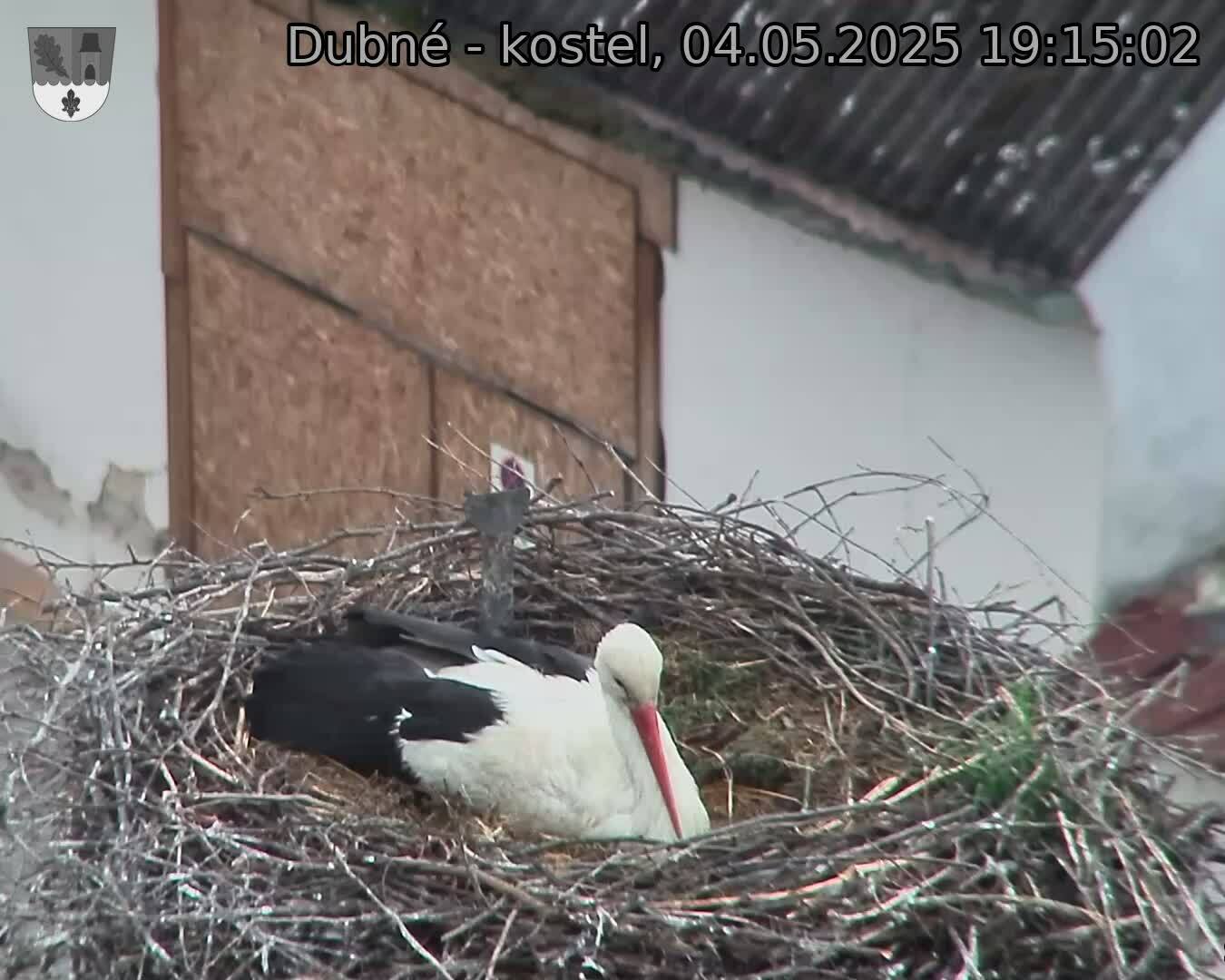 Capi_Dubne_20250504_191502.jpg (1350 x 1080)