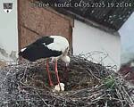 Capi_Dubne_20250504_192004.jpg