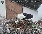 Capi_Dubne_20250504_192502.jpg