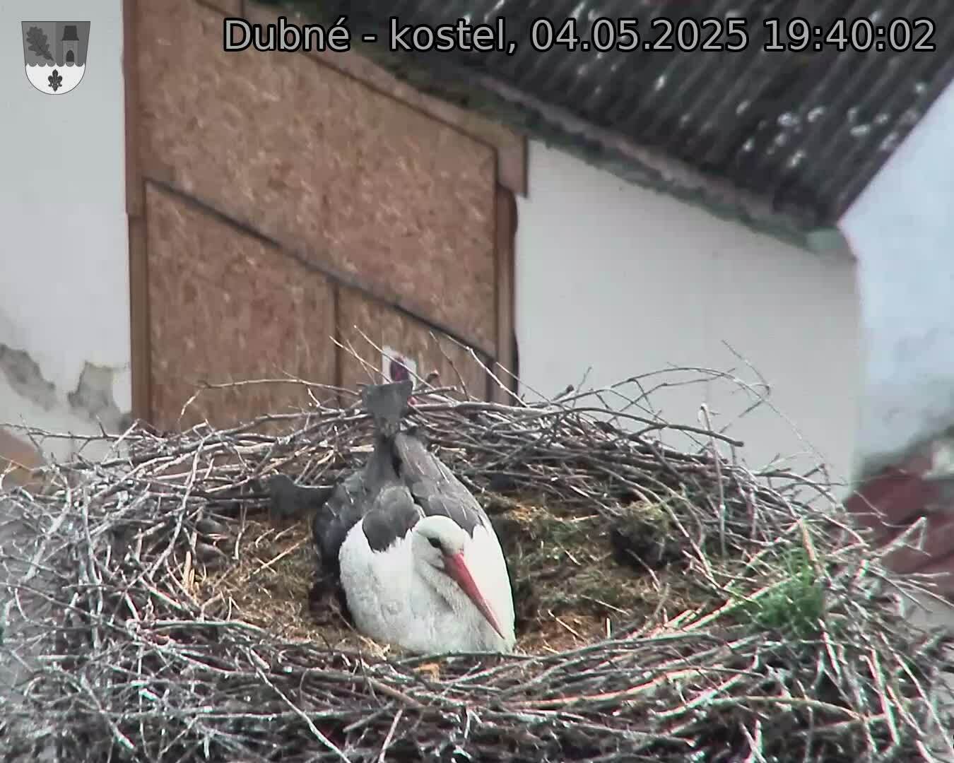 Capi_Dubne_20250504_194002.jpg (1350 x 1080)