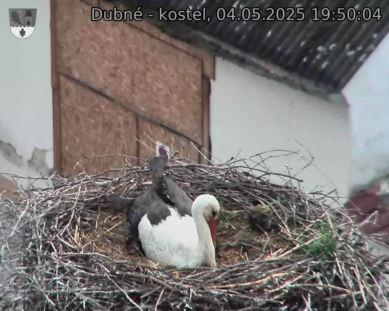 Capi_Dubne_20250504_195004.jpg (1350 x 1080)