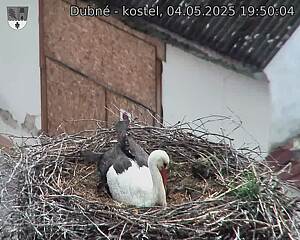 Capi_Dubne_20250504_195004.jpg (1350 x 1080)