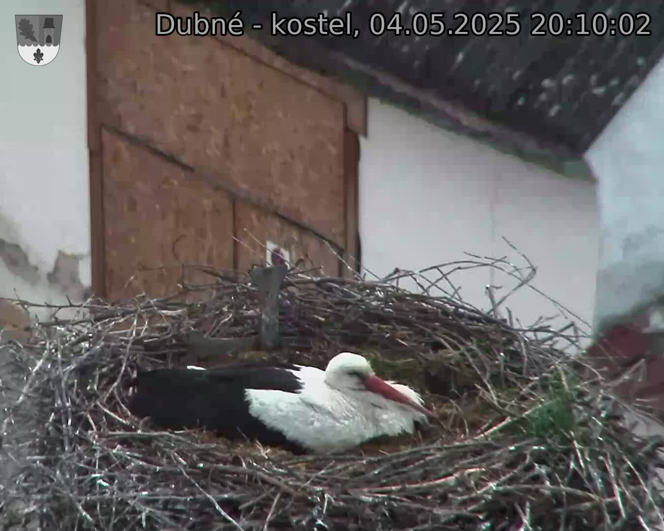Capi_Dubne_20250504_201002.jpg (1350 x 1080)