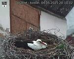 Capi_Dubne_20250504_201002.jpg