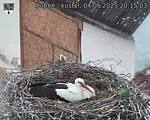 Capi_Dubne_20250504_201503.jpg