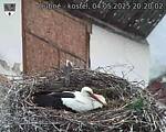 Capi_Dubne_20250504_202002.jpg