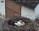Capi_Dubne_20250504_202504.jpg