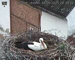 Capi_Dubne_20250504_203002.jpg