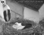 Capi_Dubne_20250504_204502.jpg