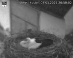 Capi_Dubne_20250504_205002.jpg