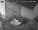 Capi_Dubne_20250504_205503.jpg