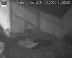 Capi_Dubne_20250504_215502.jpg