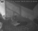 Capi_Dubne_20250504_220503.jpg