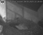 Capi_Dubne_20250504_222003.jpg