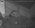 Capi_Dubne_20250504_232502.jpg