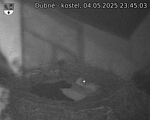 Capi_Dubne_20250504_234503.jpg