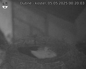 Capi_Dubne_20250505_002003.jpg (1350 x 1080)