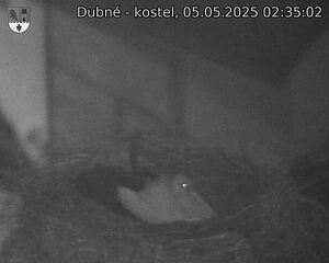 Capi_Dubne_20250505_023502.jpg (1350 x 1080)