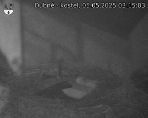 Capi_Dubne_20250505_031503.jpg (1350 x 1080)