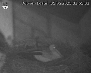 Capi_Dubne_20250505_035503.jpg (1350 x 1080)