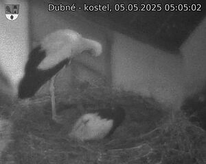 Capi_Dubne_20250505_050502.jpg (1350 x 1080)