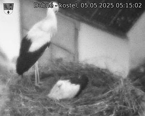 Capi_Dubne_20250505_051502.jpg (1350 x 1080)