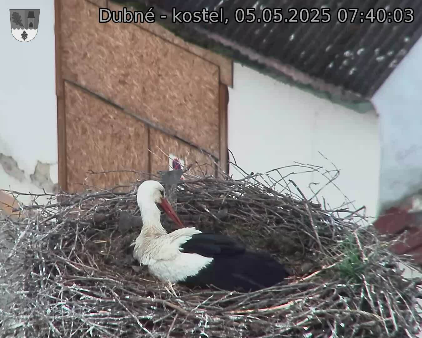 Capi_Dubne_20250505_074003.jpg (1350 x 1080)